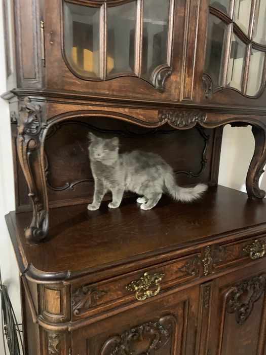 Віддам кошенят відповідальним людям