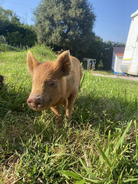 Kunekune - macho