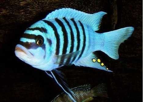 Pyszczak Metriaclima Zebra Maison Reef | Malawi