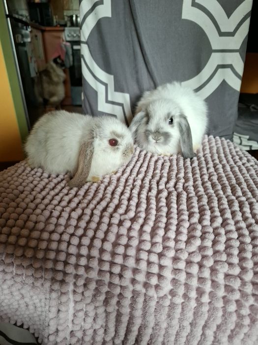 Sprzedam króliczki miniaturki mini lop