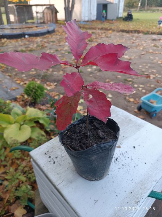 Sadzonki dębu czerwonego duze dwuletnie 35cm