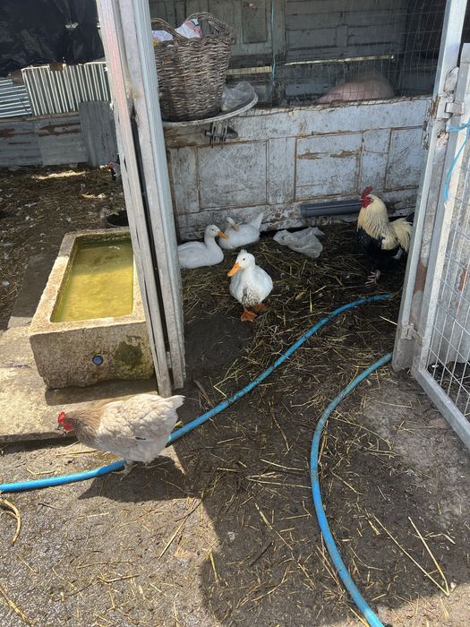 Tenho varios animais para mudar de pasto
