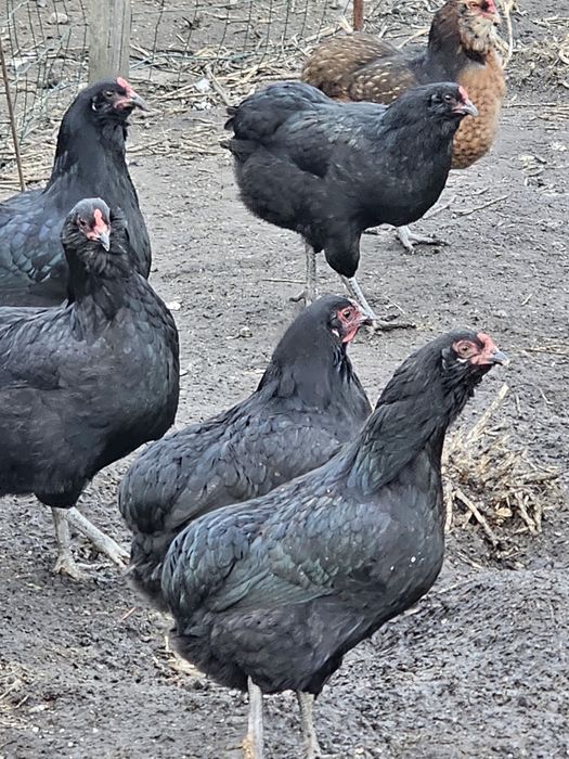 Araucany jajka legowe