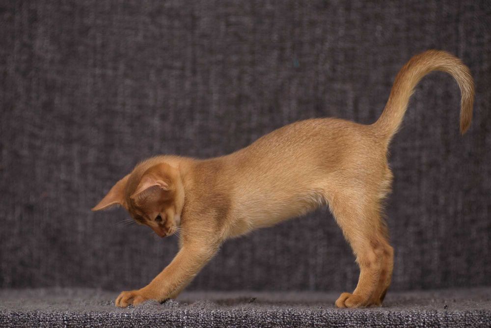 Абиссинский котенок - ваше лучшее приобретение