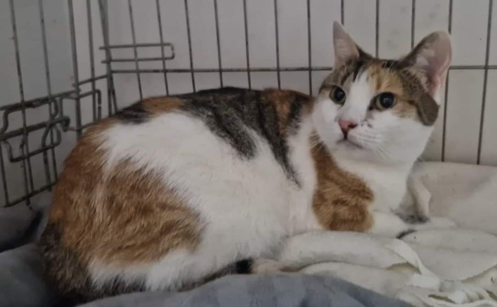 Hayley kotka szuka spokojnego domu!