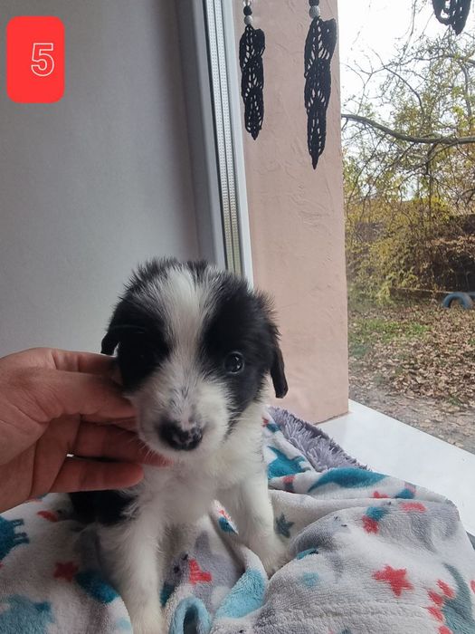 Цуценята в добрі руки