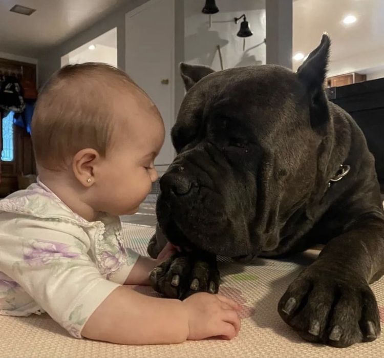 Не впусти свій Новорічний шанс-придбати одного знайкращих щенят