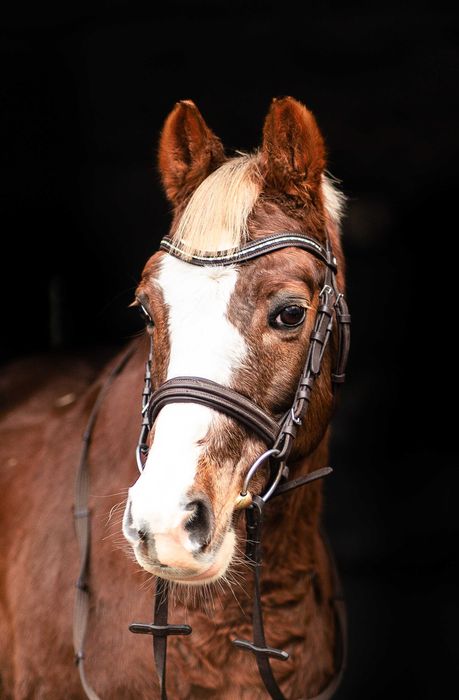 Super kuc grupa A2/C. Cena podana w Euro.