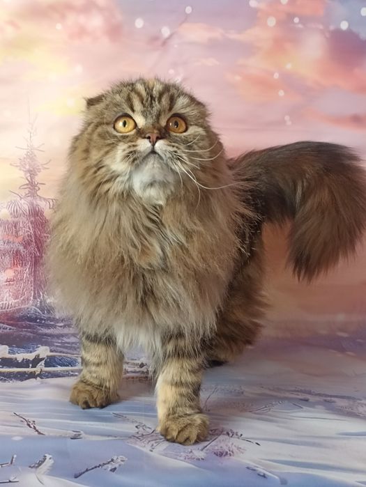 Шотландська довгошерстна грілка