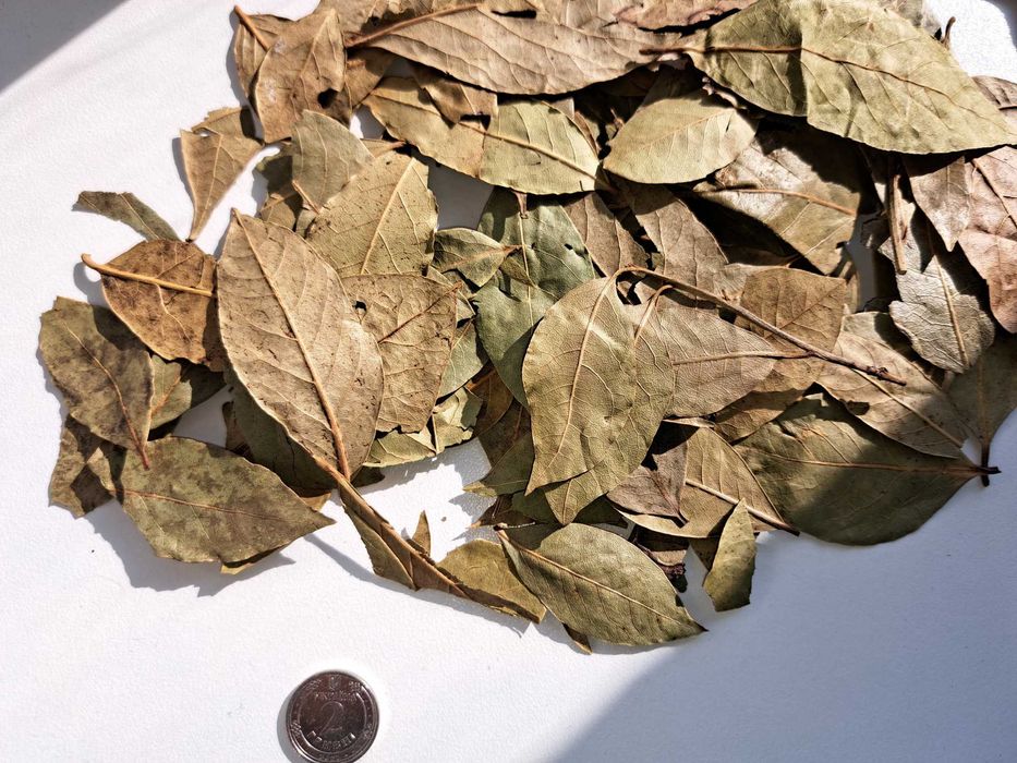 Лавровий лист лавровый