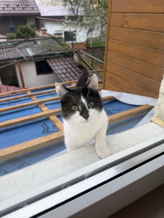 Кошенята , котики