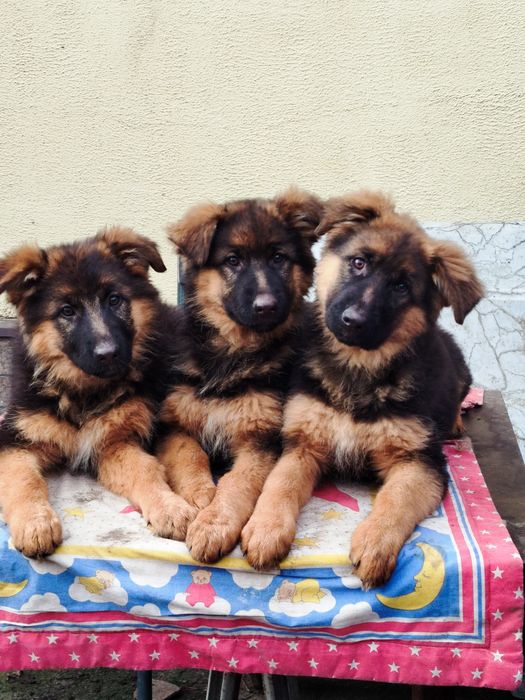 Довгошерстні цуценята німецької вівчарки
