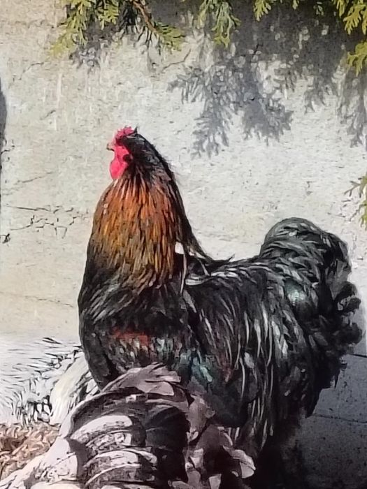 Kogut Kochin  olbrzymi