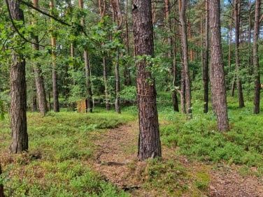 Wynajem rębaka do gałęzi 17 KM – Rębak spalinowy – Z operatorem lub bez – Dowóz ,Porządkowanie posesji
