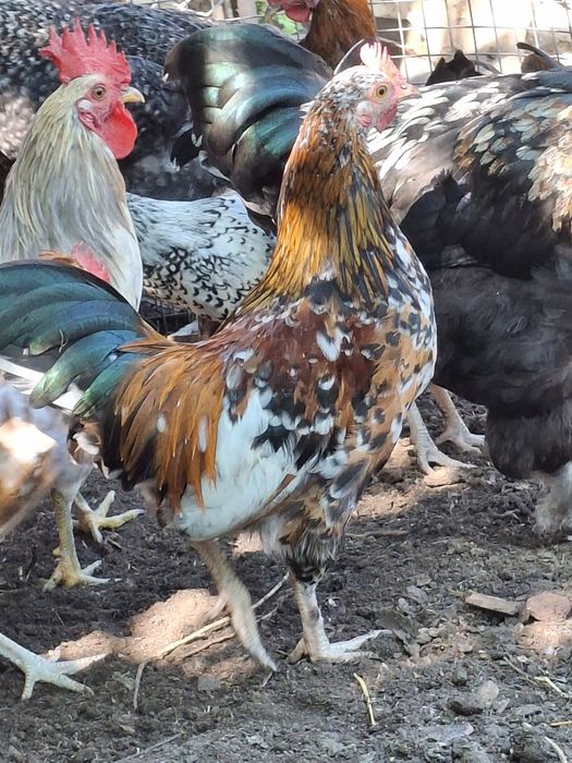 Молодые петушки Бентамки.