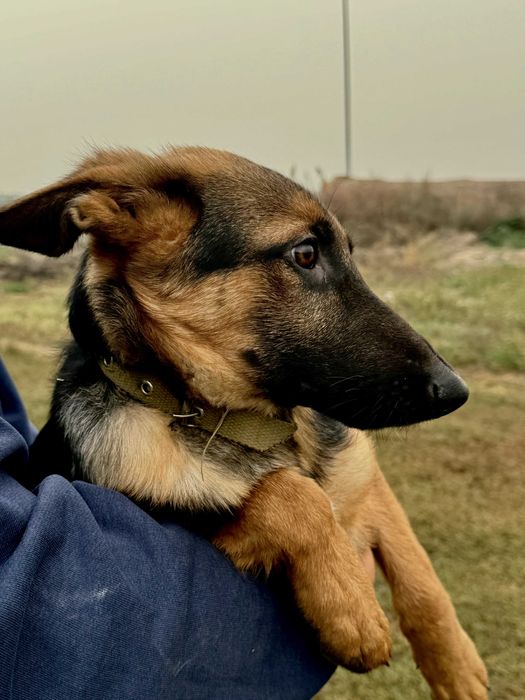 Німецькі вівчарки 4 місяці (6 шт) + 9 новонароджених