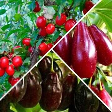 Саджанці хурми, ківі, інжиру, гранату, актинидії, ирги, аронії, кизилу