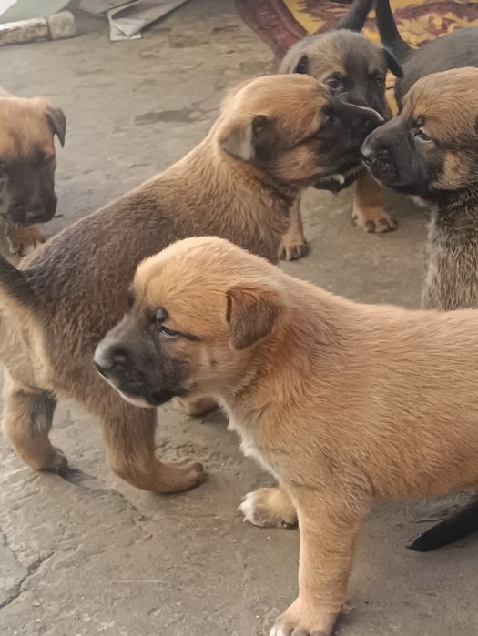 Малинка, щенки продаём