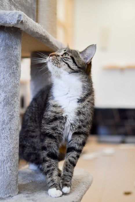 Cymbałek - 3 letni, towarzyski kot szuka kochającego domu!