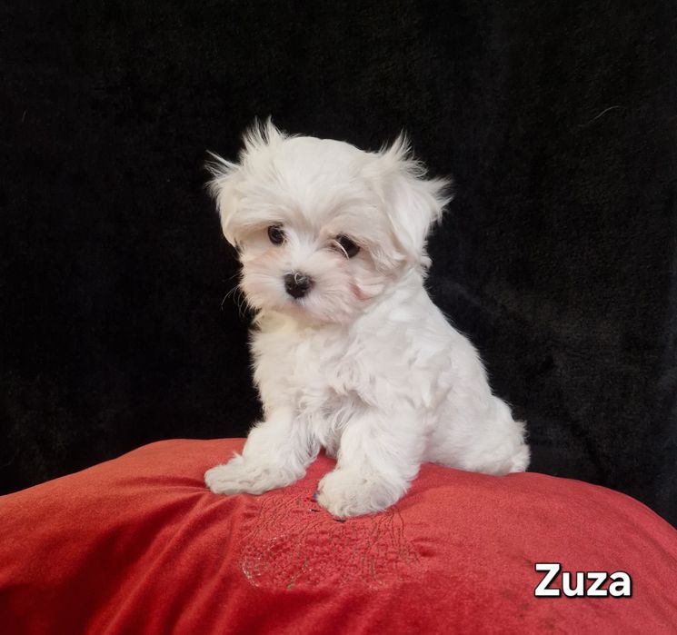 Maltańczyk suczka z rodowodem _hodowla FCI