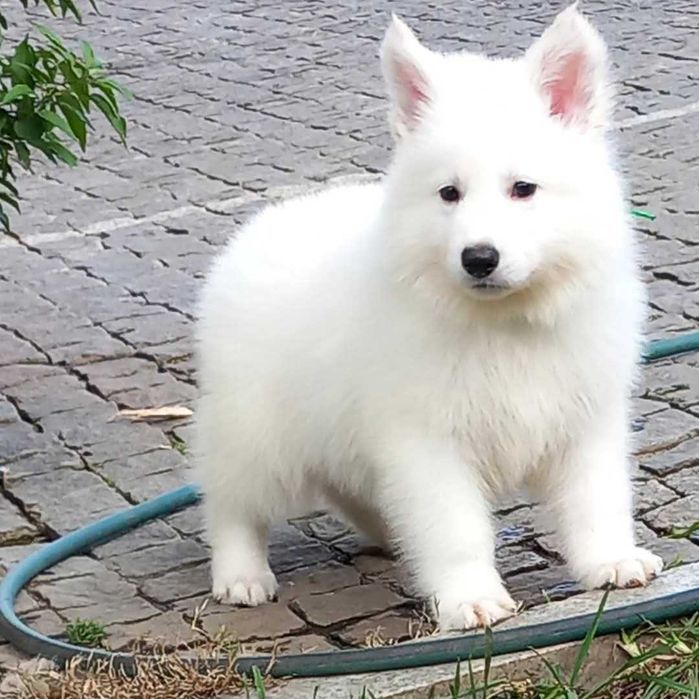 Pastor Branco Suíço