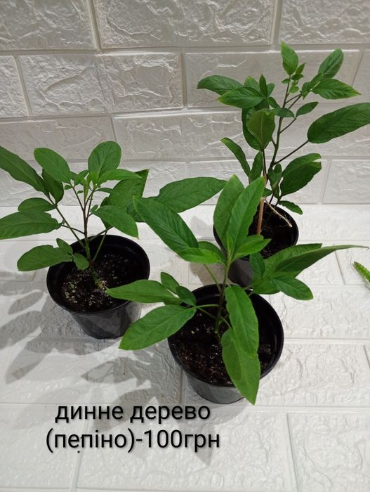 Інжир, гранат пепіно екзотичні рослини