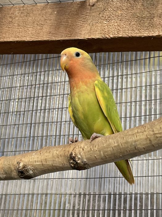 Nierozłączki sprzedam.