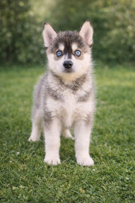 Помскі Помски  Pomsky