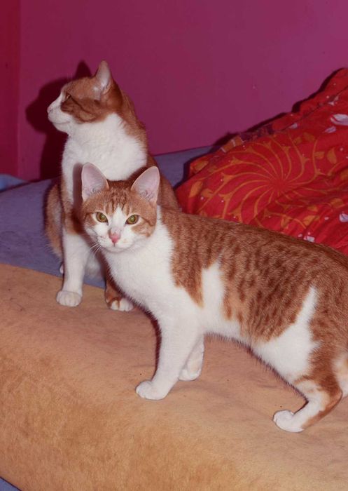 Рыжие котики в поиске любящей семьи!