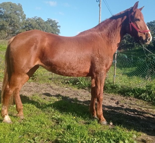 Pra venda égua com 8 anos mansa montada e engatada