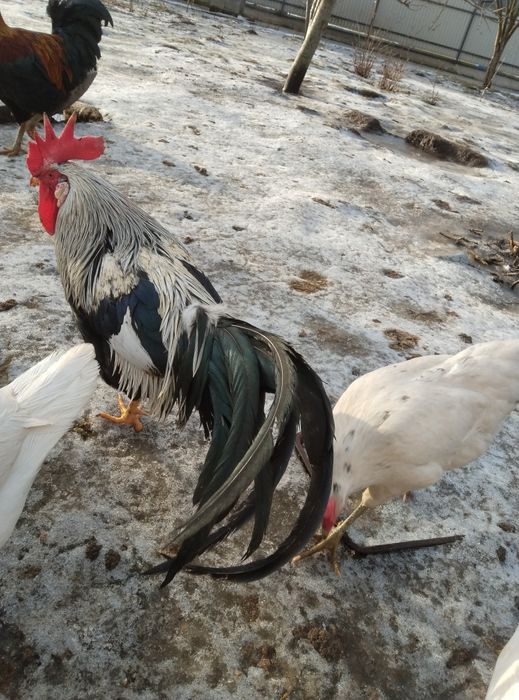 Інкубаційне яйце