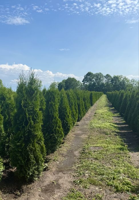 Gęsta Tuja Szmaragd 160-170cm Dostawa Sadzenie Producent Tuje