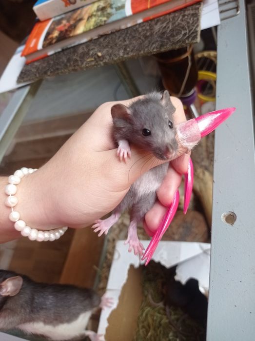 крысы крыски крысята дамбо