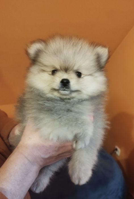 Zkwp Pomeranian szpic miniaturowy