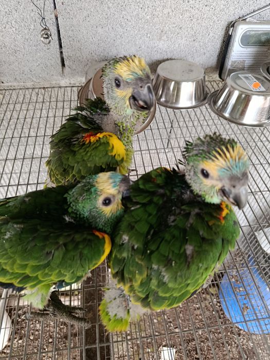 Amazonas aestiva xanthopteryx