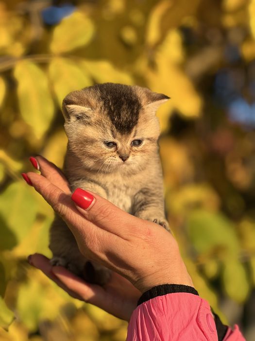 Шикарний плюшевий хлопчик Золота шиншила
