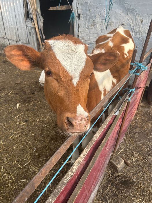 Продам телицю 8 місяців