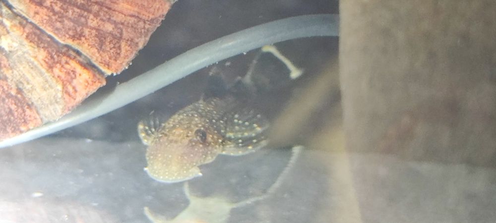 L100 Ancistrus xingu