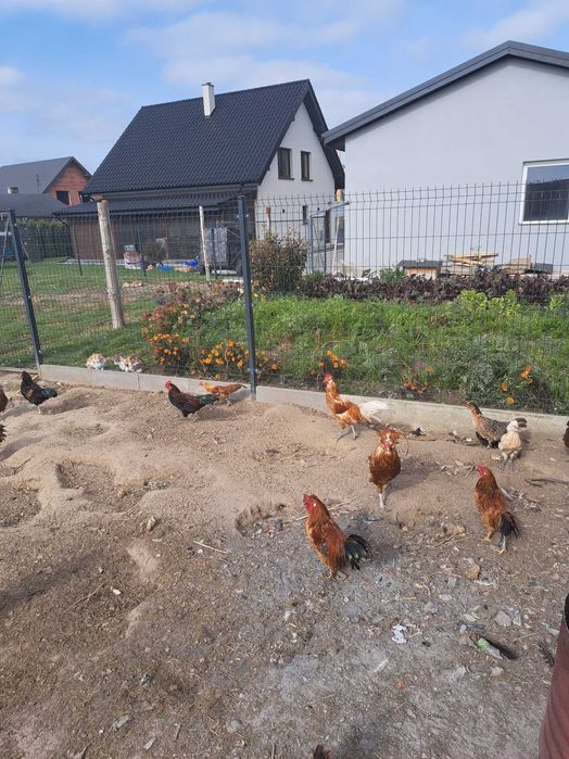 Koguty koguciki polecam