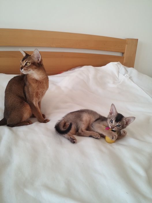 Абісинський хлопчик з документами