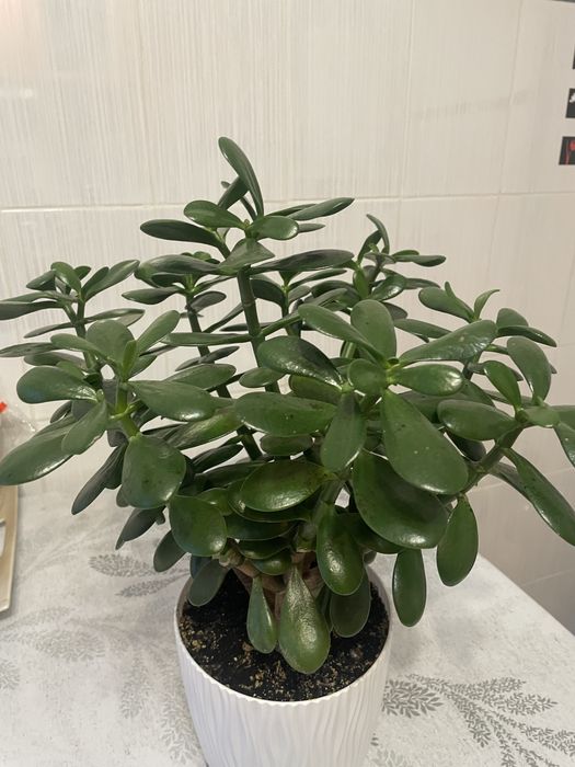 Грошове дерево вазон