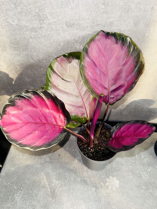 Калатея Кримсон (розі)