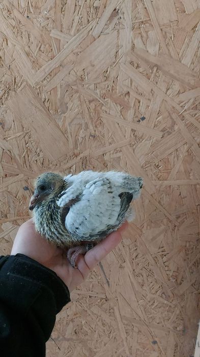 Gołębie pocztowe 2026