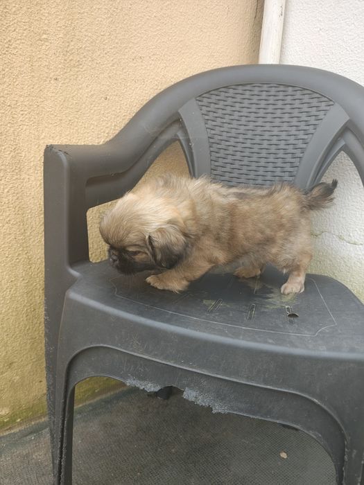 Pequines / Pequinois macho puro