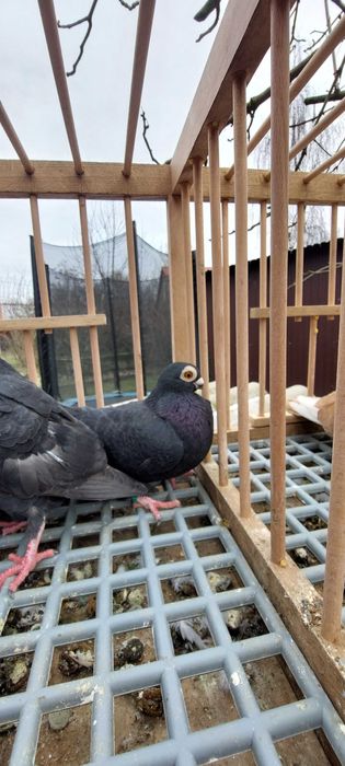 Sprzedam gołębie brodawczaki polskie