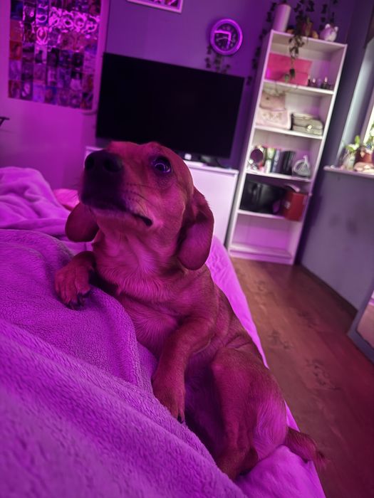 Coco, 5-letni pies w typie jamnika. Szuka domu bez maluchów. Szczecin