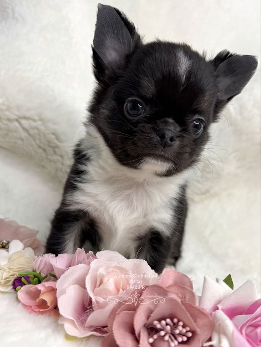 Piękny chłopiec chihuahua