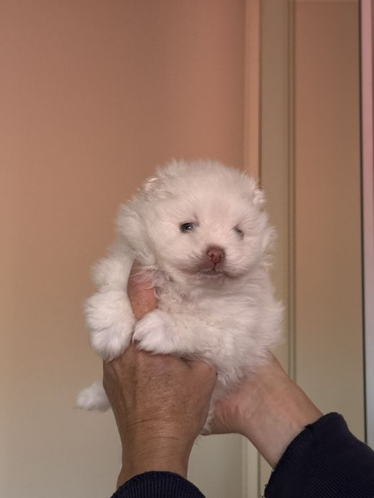 Померанский шпиц