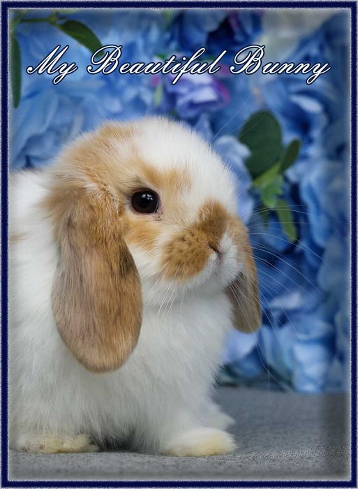 Piękny Młody Króliczek Mini Lop - Orange Butterfly