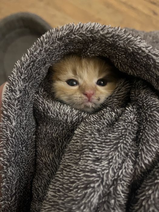 Кішечка яка шукає сімʼю